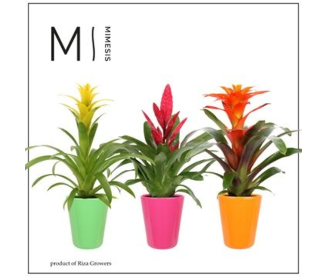 BROMELIACEE VARIEE CERAM