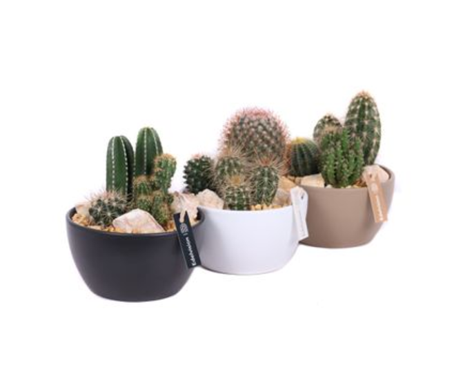 CACTUS VARIE CERAM
