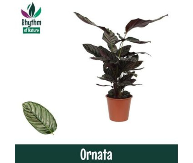 CALATHEA SANDERIANA