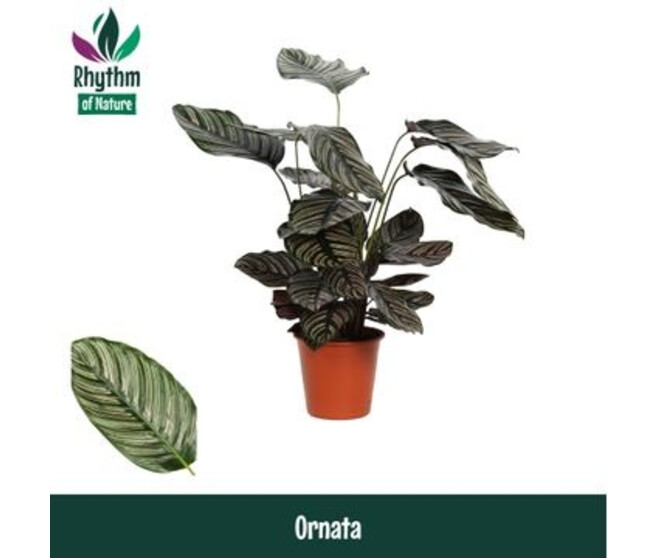 CALATHEA SANDERIANA