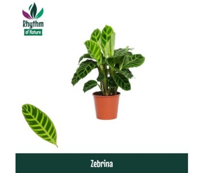 CALATHEA ZEBRINA