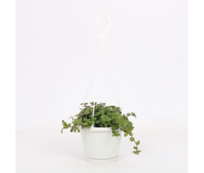 TRADESCANTIA CALLISIA SMALL SWING
