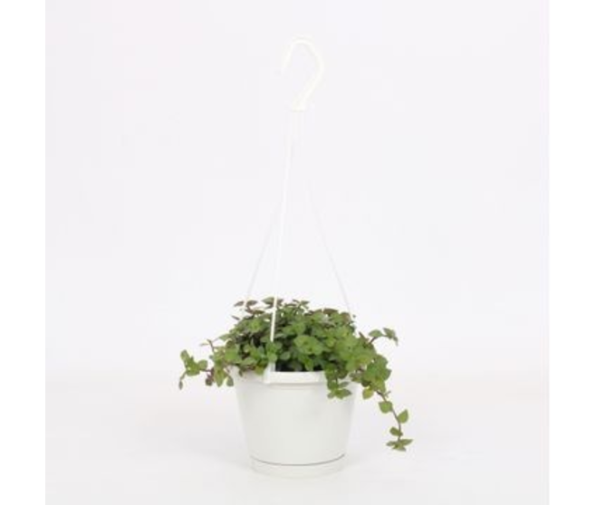 TRADESCANTIA CALLISIA SMALL SWING