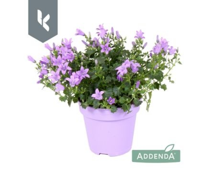 CAMPANULE AMBELLA LAVENDER