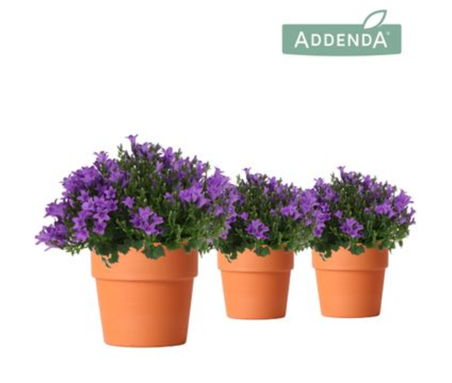 CAMPANULE AMBELLA PURPLE P TERRE