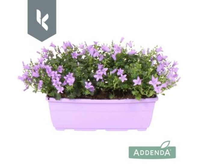 CAMPANULE AMBELLA LAVENDER JARD