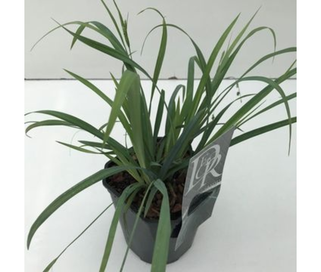 CAREX OSHIMENSIS BUNNY BLUE