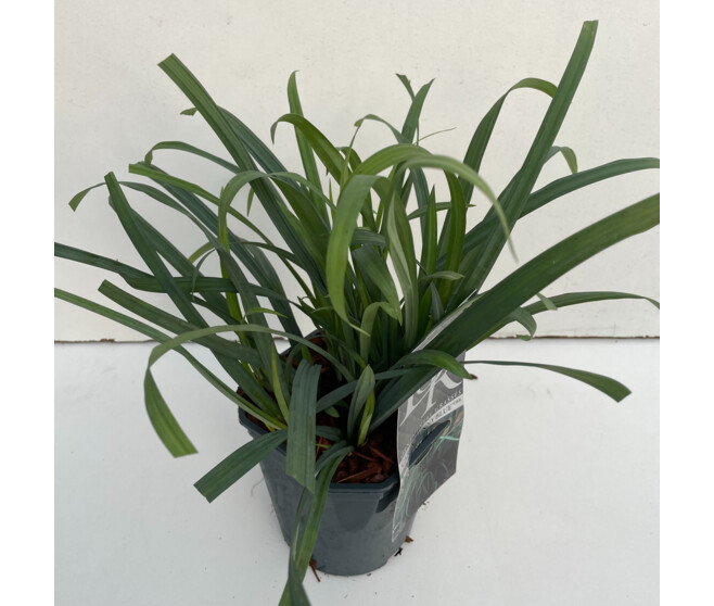 CAREX OSHIMENSIS BUNNY BLUE