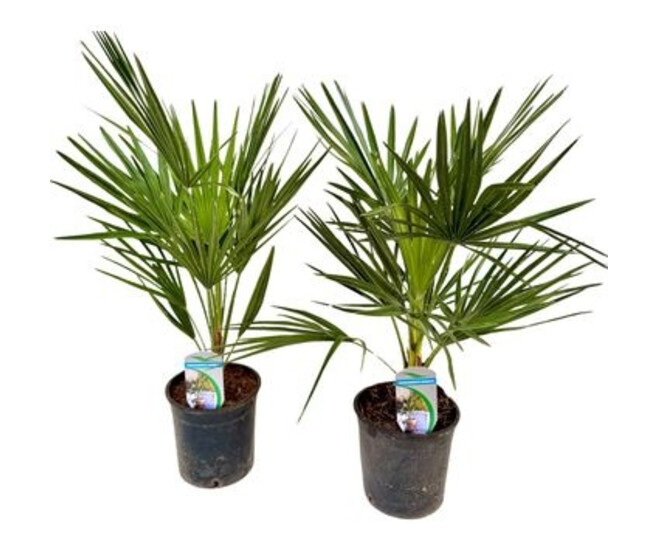 CHAMAEROPS HUMILIS