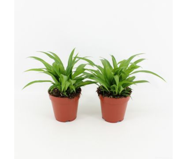 CHLOROPHYTUM LEMON