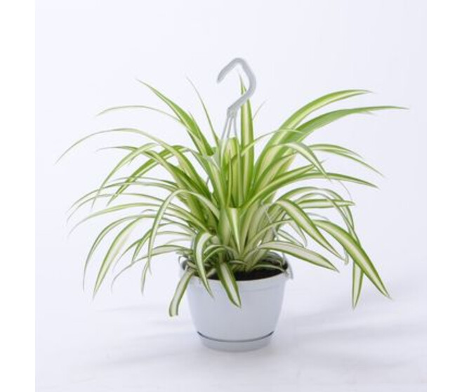CHLOROPHYTUM SMALL SWING