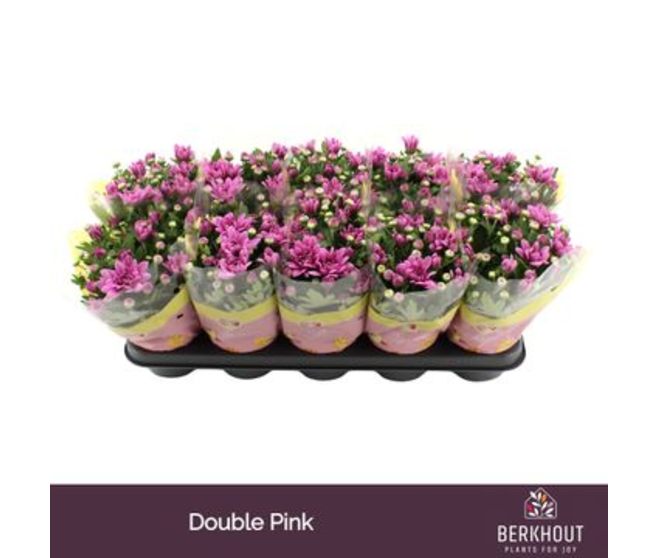 DENDRANTHEMA DYNAMIC ROSE