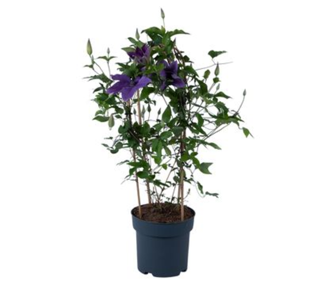 CLEMATITE GARLAND BLEUE ARCEAU