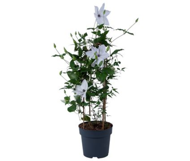 CLEMATITE GARLAND BLANCHE ARCEAU