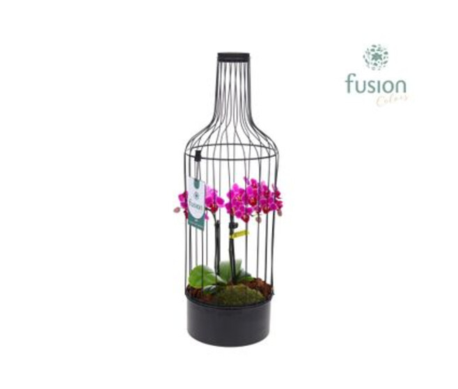 COMPO PHALAENOPSIS 2BR CAGE METAL