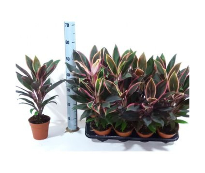 CORDYLINE RUMBA