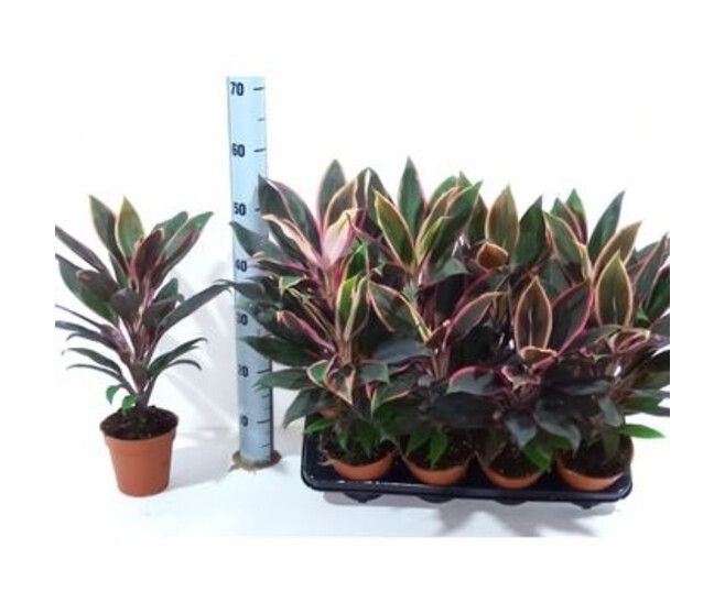 CORDYLINE RUMBA