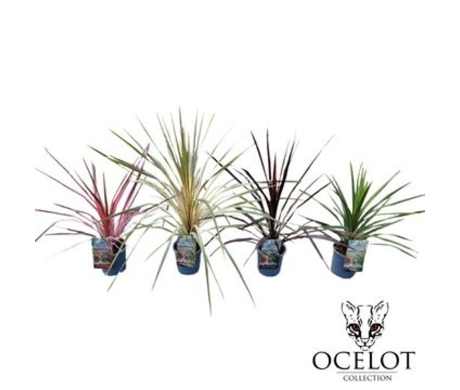 CORDYLINE VARIEE