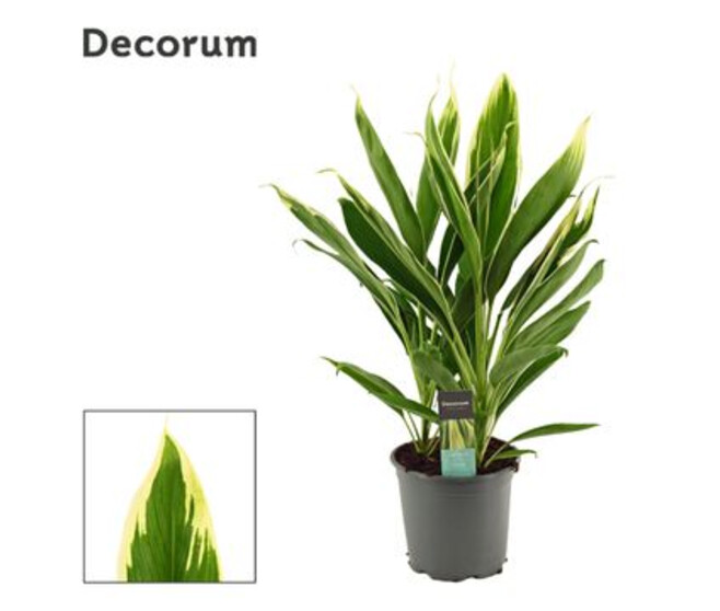 CORDYLINE CONGA
