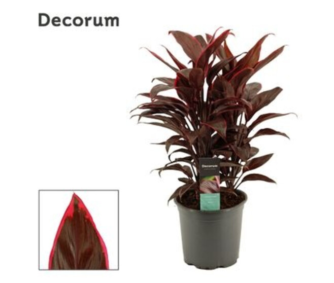 CORDYLINE MAMBO