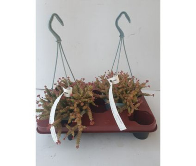 CRASSULA MARNIERIANA SUSP