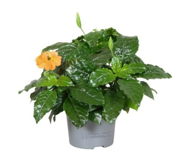 CROSSANDRA FORTUNEA