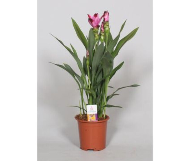 CURCUMA SIAM SPLASH 2FL