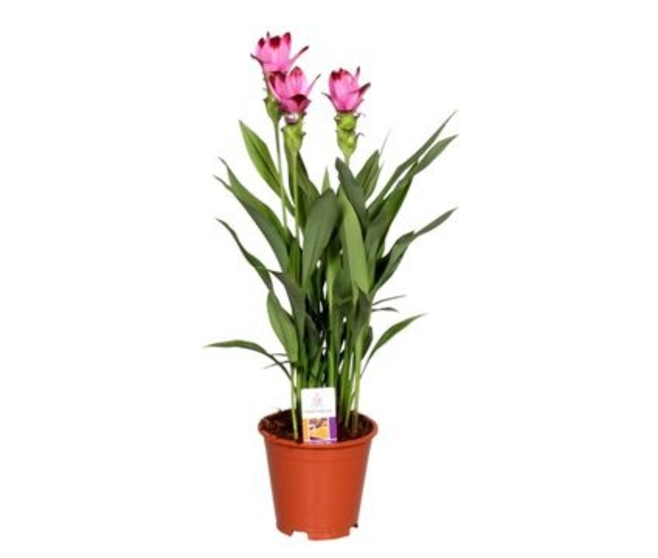 CURCUMA SIAM SPLASH 2FL