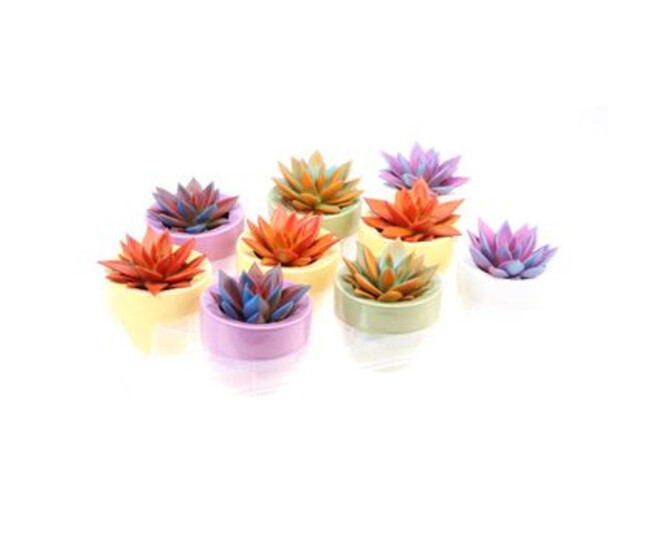ECHEVERIA TEINTE SPLASH CERAM