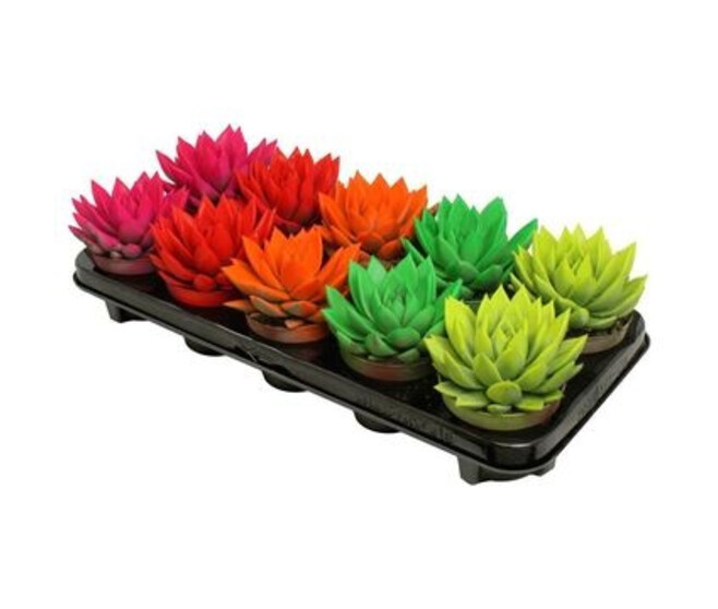 ECHEVERIA MIRANDA TEINTE VARIE