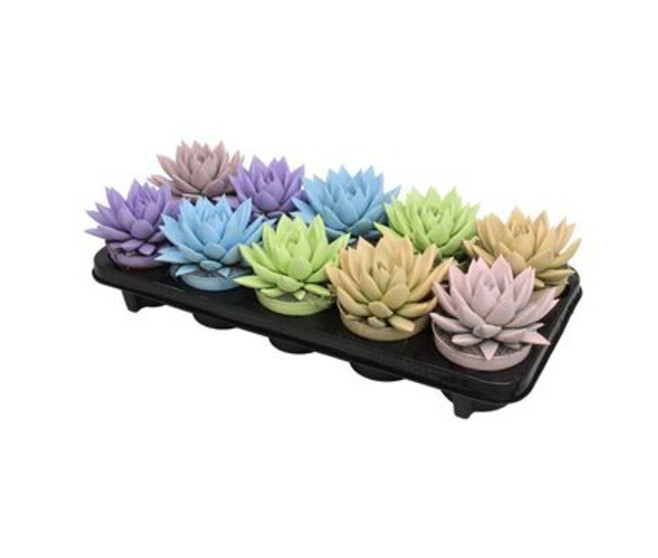 ECHEVERIA MIRANDA TEINTE PASTEL