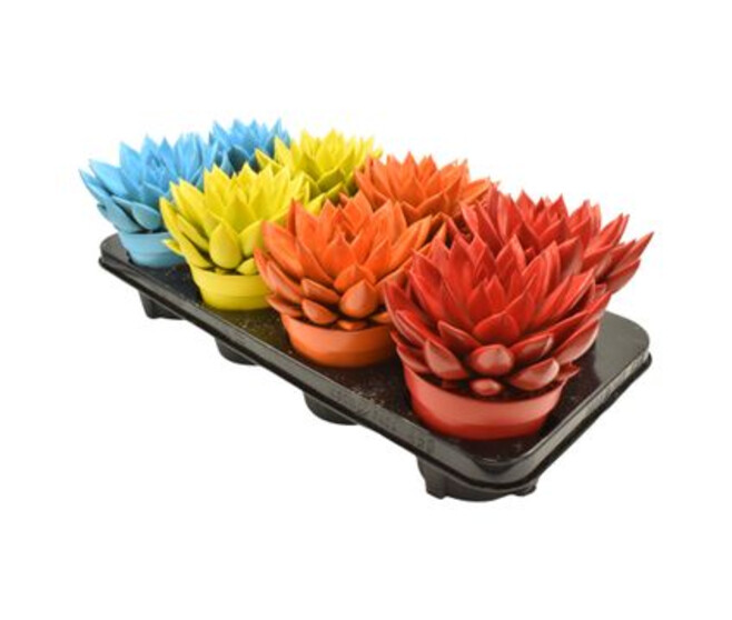 ECHEVERIA MIRANDA TEINTE VARIE