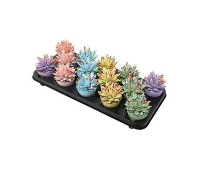 ECHEVERIA MIRANDA TEINTE SPLASH PASTEL