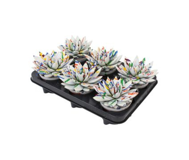 ECHEVERIA MIRANDA TEINTE SPLASH BLANC