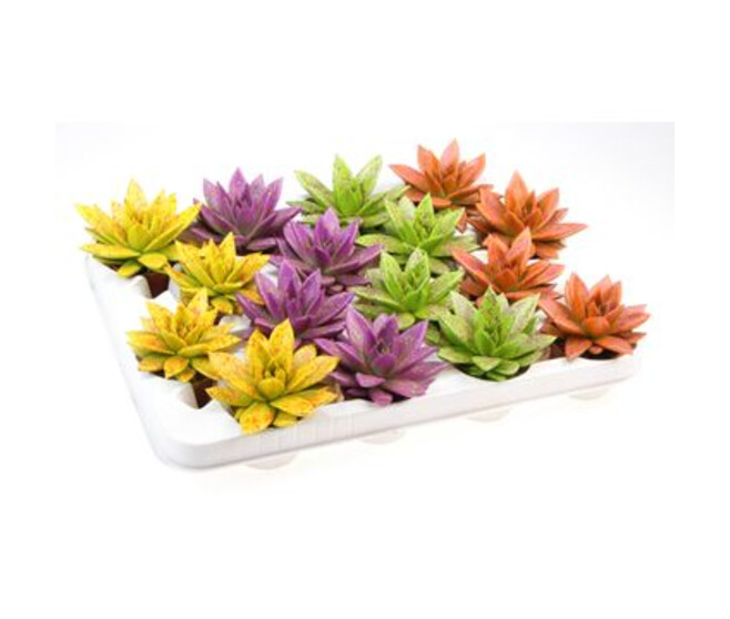 ECHEVERIA MIRANDA TEINTE SPRINKLE