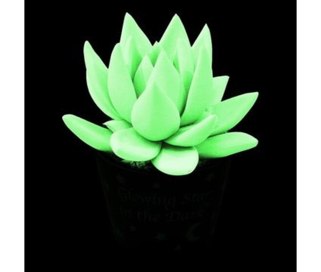ECHEVERIA MIRANDA TEINTE FLUORESCENT