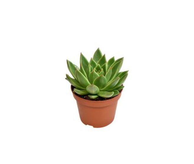 ECHEVERIA MIRANDA