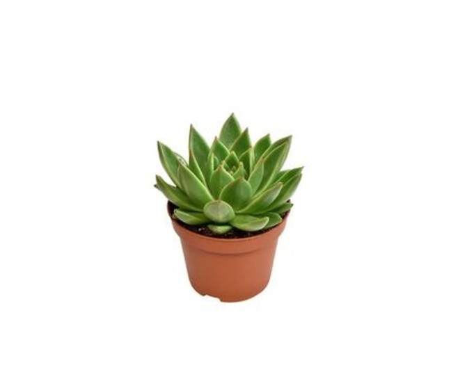 ECHEVERIA MIRANDA