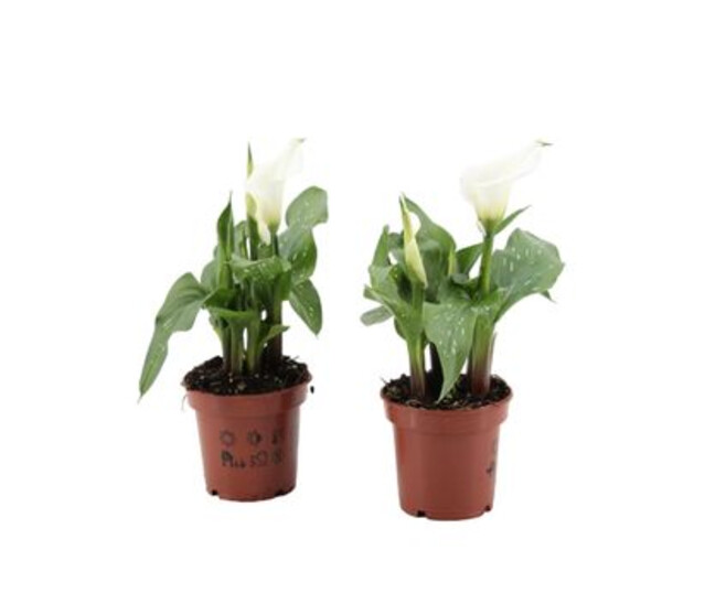 ARUM BLANC