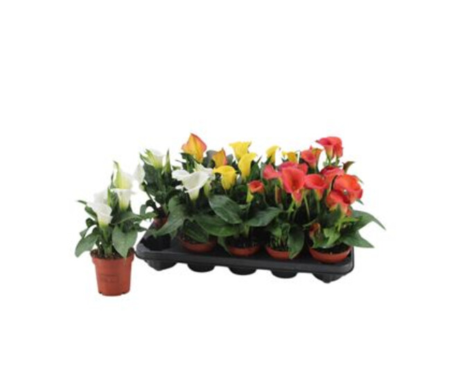 ARUM VARIE