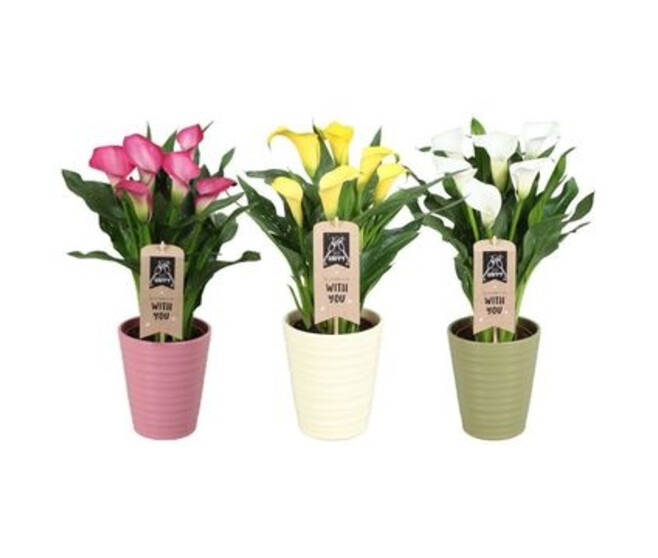 ARUM VARIE CERAM