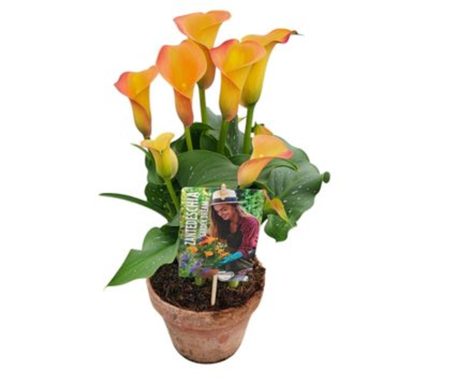 ARUM ORANGE P TERRE