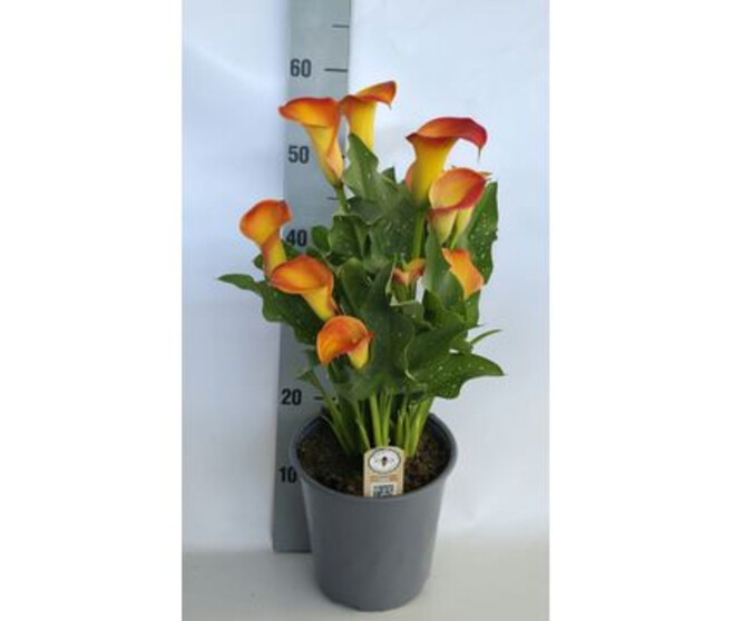 ARUM BRUNELLO