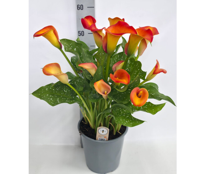 ARUM BRUNELLO