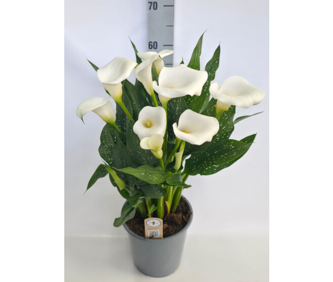 ARUM BLANC