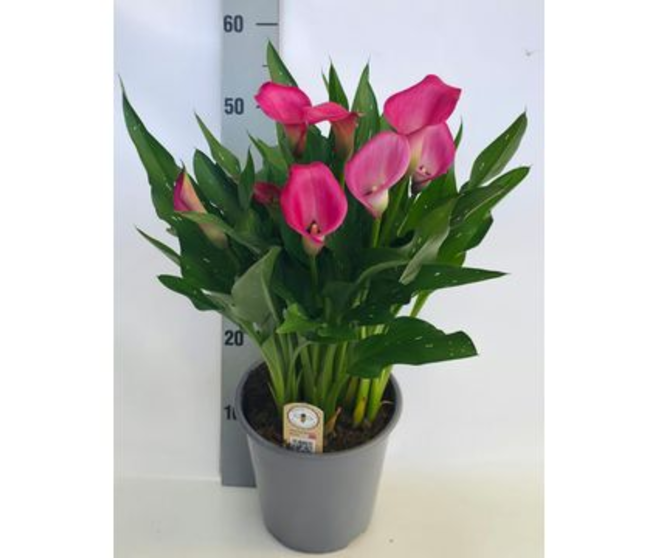 ARUM ZAZU ROSE