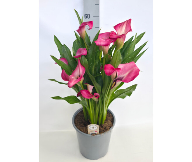 ARUM ZAZU ROSE