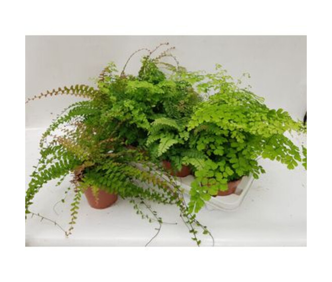 ADIANTUM VARIE