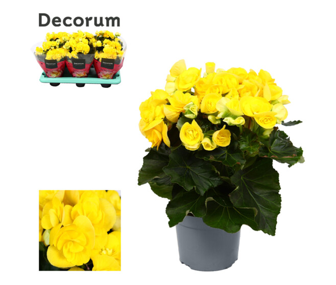 BEGONIA MYSTIC JAUNE