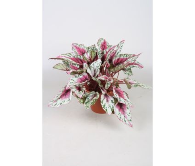 BEGONIA REX SUNSET